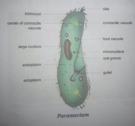 What phylum do paramecia belong to?